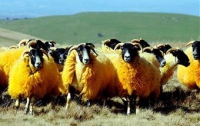 В Британии фермер перекрасил черномордых овец в помаранчевый цвет 