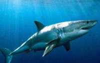 На популярном египетском курорте акула убила туриста