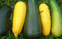 Топ-5 способов избавиться от кабачков