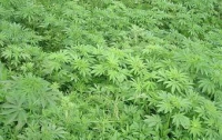 Наркоманы не дождутся урожая с 250 полей мака и конопли