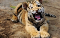Индийская тигрица поставили рекорд рождаемости