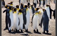500 пингвинов умерли от холода в Южной Африке