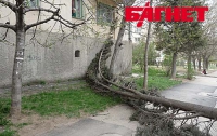 Ураганный ветер оставил в Севастополе более полутора тысяч домов без электричества (ФОТО)