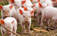 В Польше распространяется африканская чума свиней