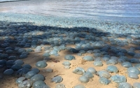 На пляж в Австралии выбросило сотни медуз
