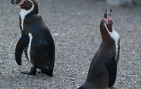 Киевский зоопарк купил изначально больных пингвинов: оправдываться стало легче 