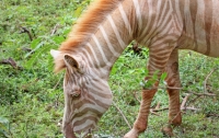 Уникальную зебру увидели в национальном парке Серенгети