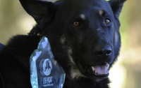 Британцы наградили отважного пса медалью за храбрость