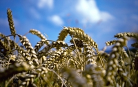 Европа уповает на украинскую пшеницу