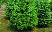 «Киевзеленстрой» утилизировал 3,5 тысячи новогодних елок