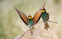 Подглядывание за птицами – новая туристическая фишка