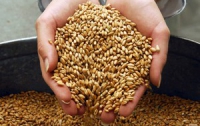 Украина не будет вводить ограничения на экспорт зерна