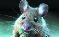 Японцы создали клон мыши из капли крови