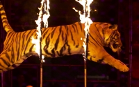 В Киеве запретили цирк с животными