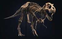 Скелет тираннозавра продали на торгах Christie's за рекордные $31,8 млн