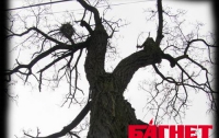 Аварийные деревья в Киеве: сезон открыт