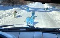 В России появились голубые собаки (фото)