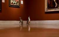 Пінгвіни з зоопарку Канзас-Сіті відвідали художній музей (ФОТО, ВІДЕО)