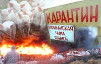 В Харьковской области – вспышка африканской чумы свиней