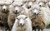 Овцетерапию практикуют на Прикарпатье