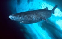400-летняя акула стала самым долгоживущим позвоночным на Земле