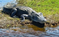 Аллигатор утащил под воду подростка