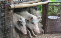 В США фермера съели собственные свиньи