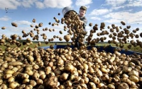 Дешевой картошки в Минагрополитики не обещают