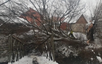 Упавшее дерево сильно усложнило жизнь в закарпатском селе