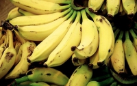 Россия планирует выращивать бананы
