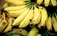 Россия планирует выращивать бананы