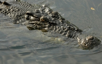 Наркоторговцев в Индонезии будут охранять самые свирепые крокодилы