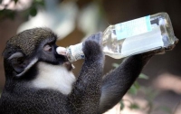 В зоопарке Караганды спаивают обезьян