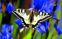  В столице Италии открылся парк бабочек
