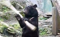 Японцев предупредили об угрозе нападения медведей