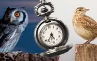 Кому легче живется, совам или жаворонкам
