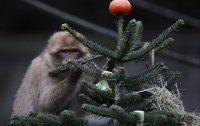 Животных в берлинском зоопарке накормили новогодними елками