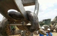 Змея чудовищных размеров обнаружена в Бразилии (ВИДЕО)
