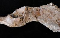 Виявивлено останки найдавнішого предка людини прямоходячої (ФОТО)