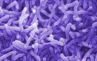 Официально: Очаг холеры в Мариуполе ликвидирован