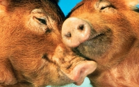 В России не далеко от границы Украины отмечена вспышка африканской чумы свиней