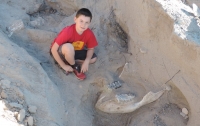 В Нью-Мексико ребенок нашел останки древнего стегомастодона