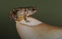 Ученые нашли крошечных лягушек размером с человеческий ноготь