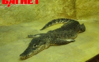 В Ялте поселились крокодилы и питоны (ФОТО)