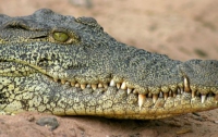 Вчені: Крокодили сплять тільки з одним закритим оком