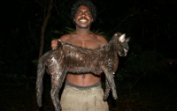 В Австралии огромные коты держат в страхе людей и животных 