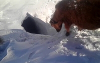Пользователей Сети заинтриговало видео с коровами ныряющими в снег