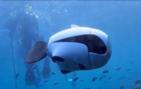 Создана рыба-беспилотник для съемки под водой (видео)
