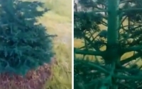 К приезду чиновника покрасили елки (видео)