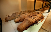 В Египте нашли мумию огромного крокодила